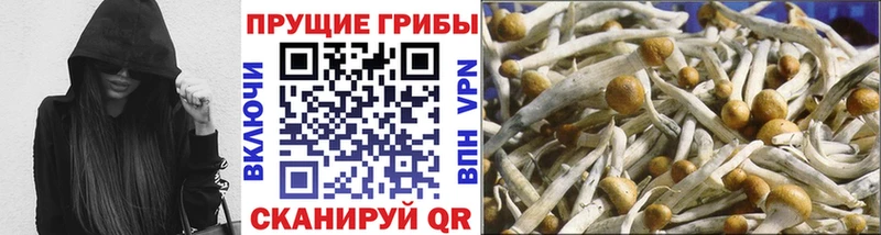 Псилоцибиновые грибы мицелий  Купить закладки  Кемерово 